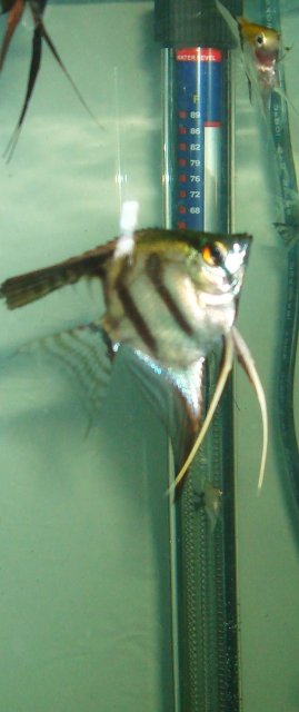 angelfish babies 051.JPG