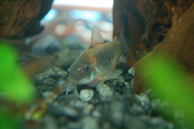 DSC_0035.JPG