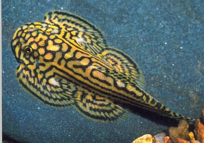 sewellia_lineloata.jpg