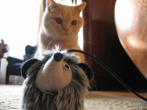 catlunch.jpg