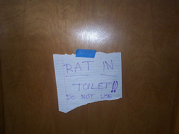 rat sign.jpg