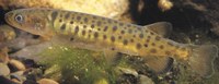 Galaxias_auratus.jpg