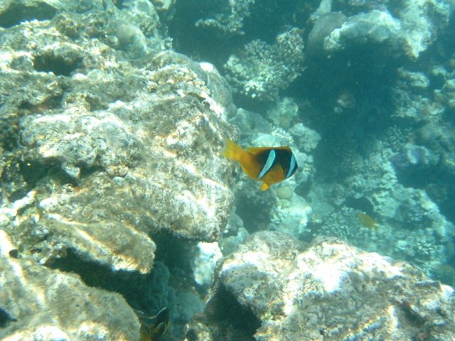 DSCF0082.JPG