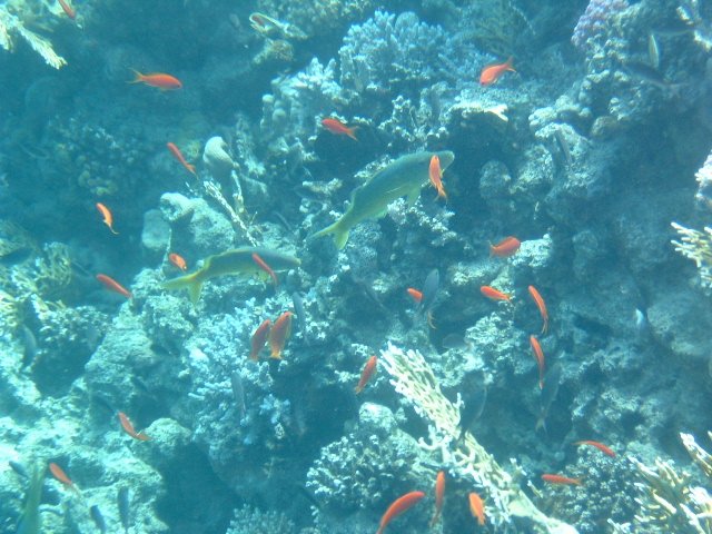 DSCF0158.JPG