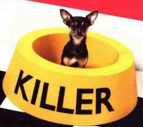 27_killer-funny-dog.jpg
