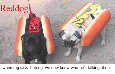 funnydogs-1.jpg