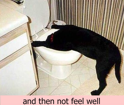 dogsandflushing-1.jpg