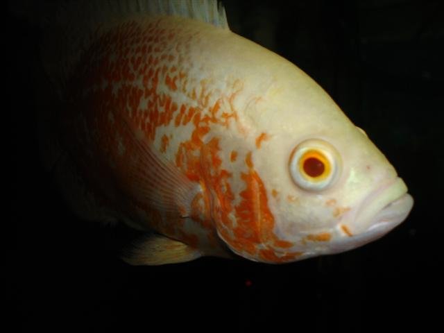 Picture 059 (Small).jpg