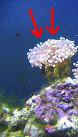 both torch corals.jpg