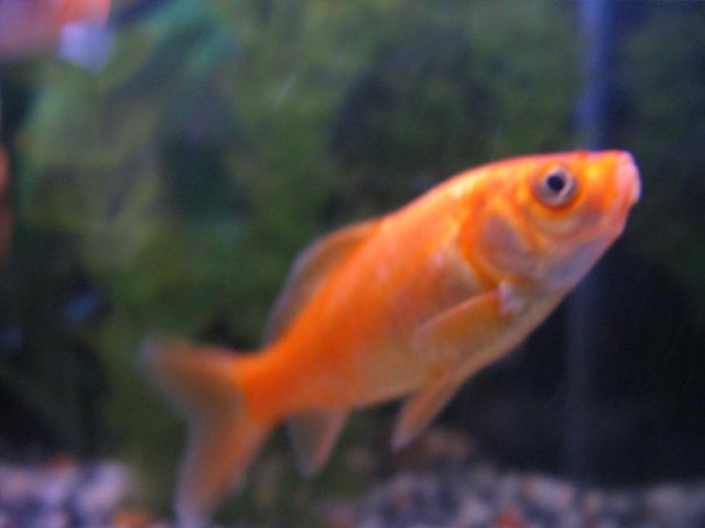goldies 22.jpg