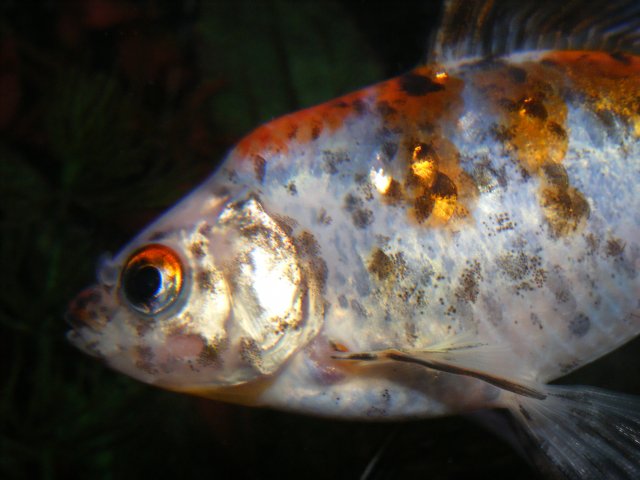 DSCF4284.JPG