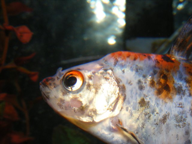 DSCF4289.JPG