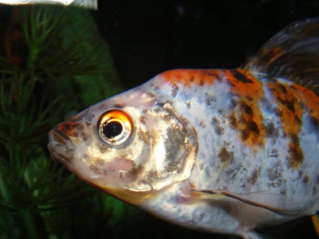 DSCF4299.JPG