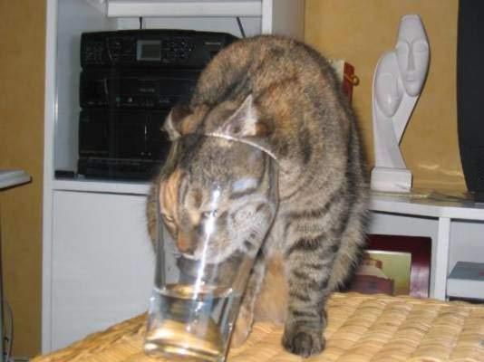 stupid_cat.jpg