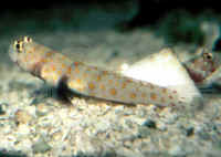Amblyeleotris_guttataAQ.jpg