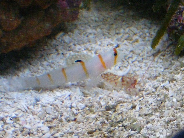 2008_0419tank0036.JPG