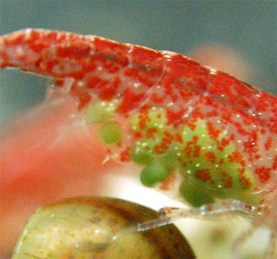 berriedshrimp.jpg