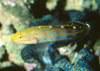 Amblygobius_rainfordi.jpg