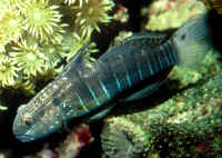 Amblygobius_phalaenaHRNAQ.jpg