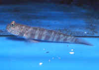 Cryptocentrus_leptocephalusAQ.jpg