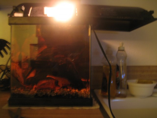 IMG_1817.jpg IMG_1817.jpg