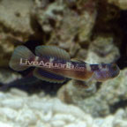 th-71653-bluespotted-watchman_goby.jpg