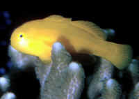 Gobiodon_okinawaeAQ.jpg
