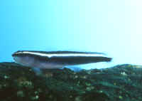 Gobiosoma_oceanopsAQ.jpg