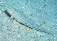 Istigobius_decoratusRS.jpg