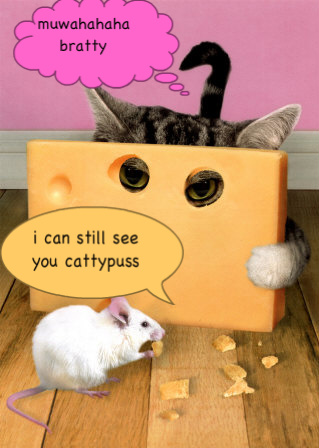 ABC08ABC-Cat-peering-through-che-1.jpg