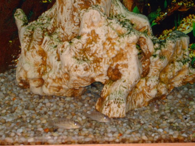 Aquarium pic's 012A.jpg