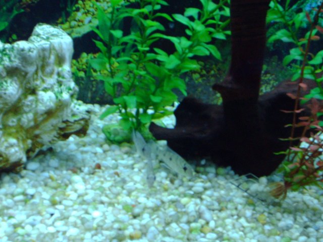 Aquarium pic's 018A.jpg