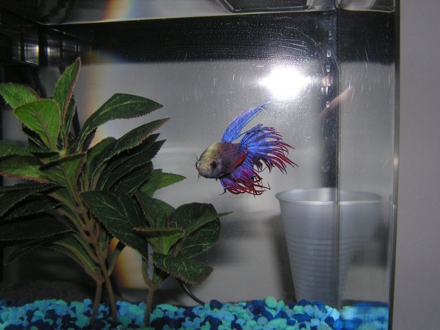 aquarium fish 009.jpg
