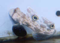Signogobiops_biocellatus.jpg
