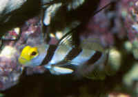 Stonogobiops_nematodesAQ3.jpg