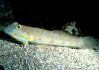 Valenciennea_puellarisAQ3.jpg