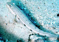 Valenciennea_longipinnisQLD.jpg