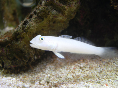 small goby.jpg