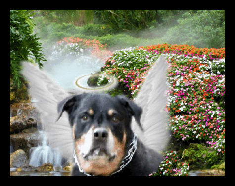 rowdi.gif
