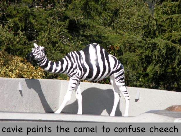 One_confused_camel_179-1.jpg