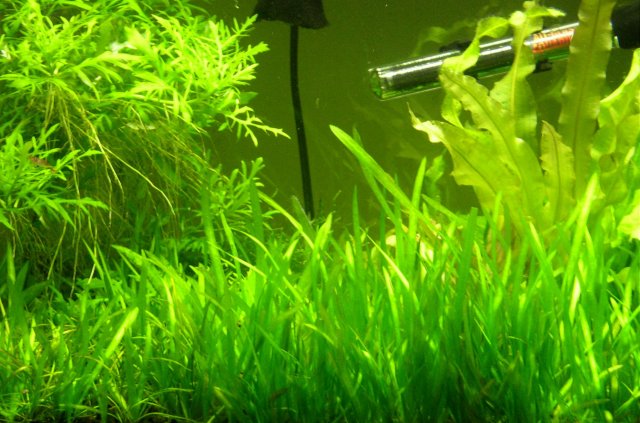 Tank Pic03.jpg