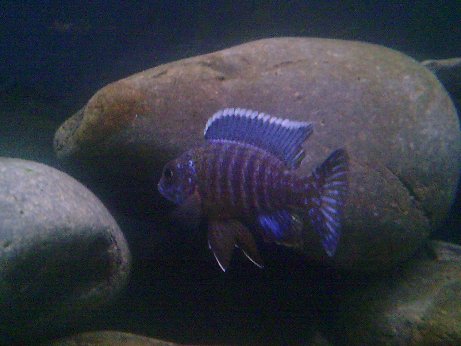Blue Peacock.jpg