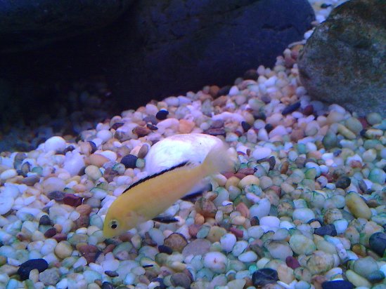 Little Yellow.jpg