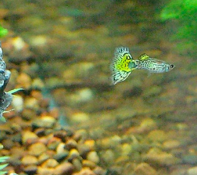 yellowguppy.jpg