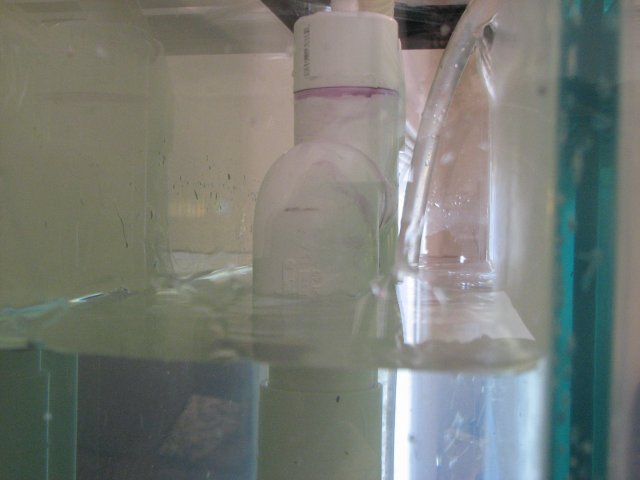 Aquaria 002.JPG