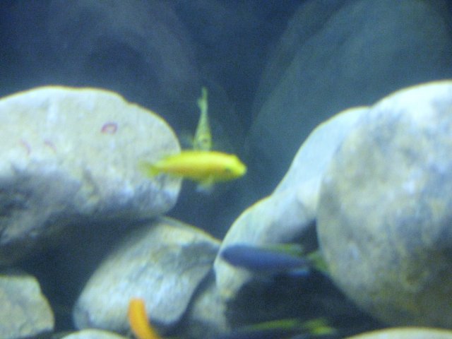 IMG_0071.JPG