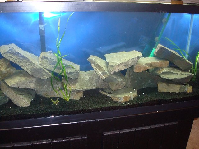 Fishtank1.jpg