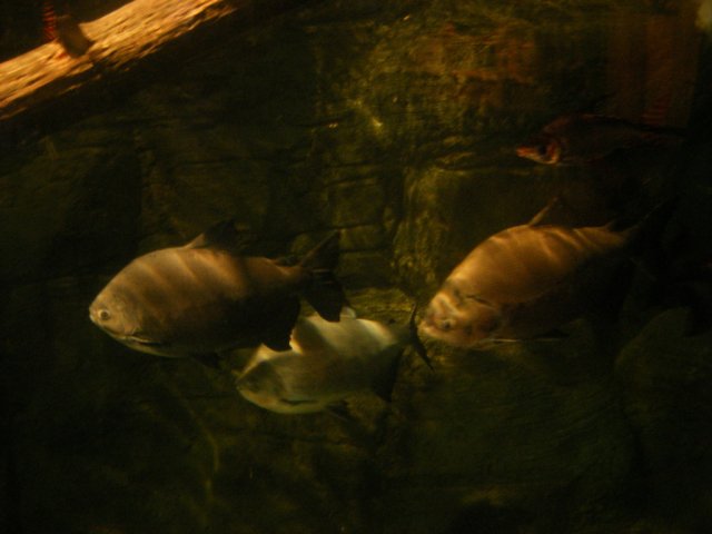 DSCF2887.jpg