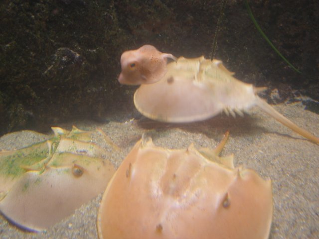 DSCF2918.jpg