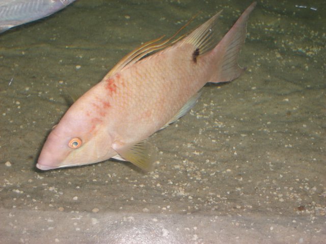 DSCF2933.jpg